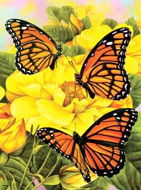 Malen nach Zahlen 33x24cm Schmetterlinge ab 8 Jahren